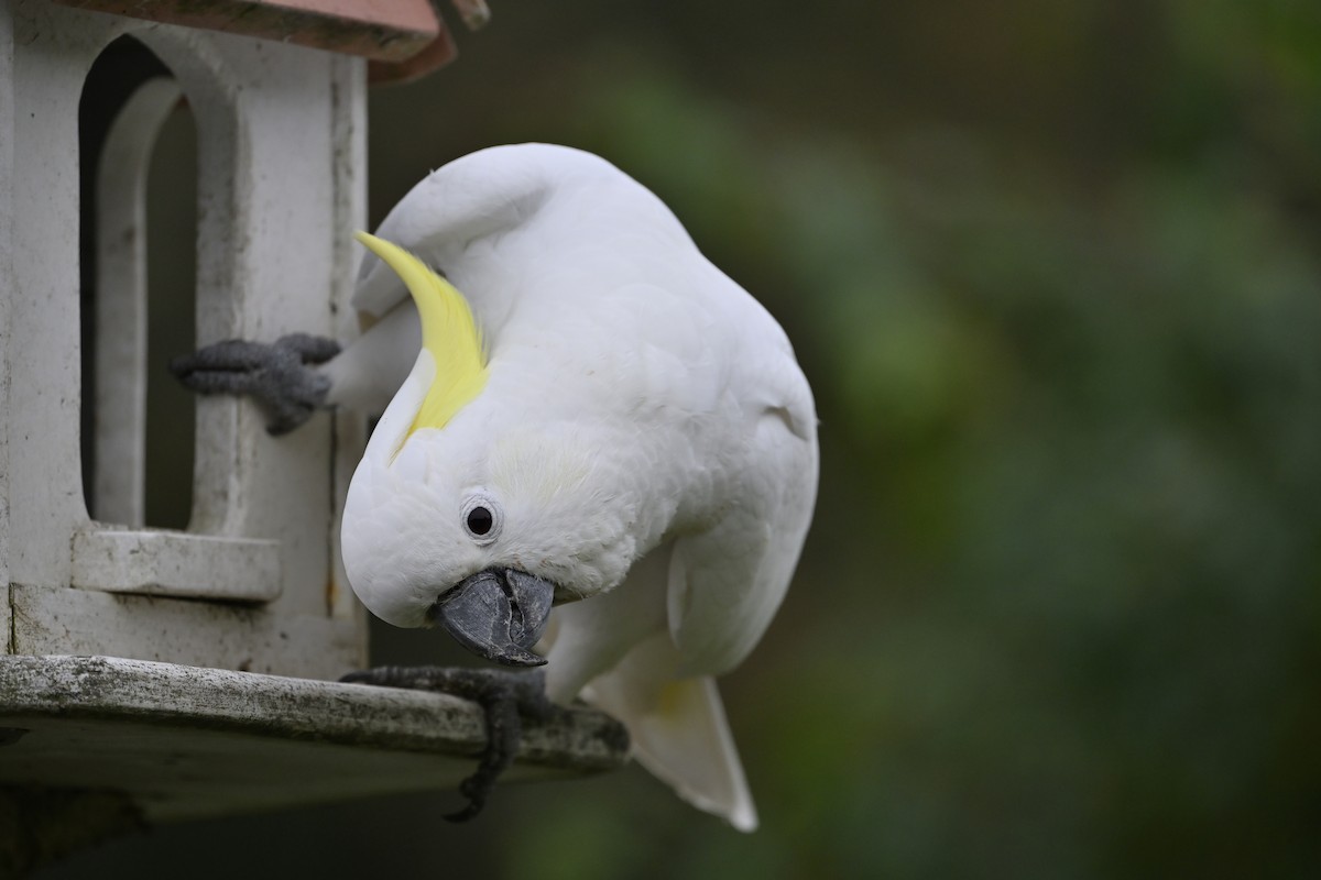 Sulphur-crested Cockatoo - ML620438076