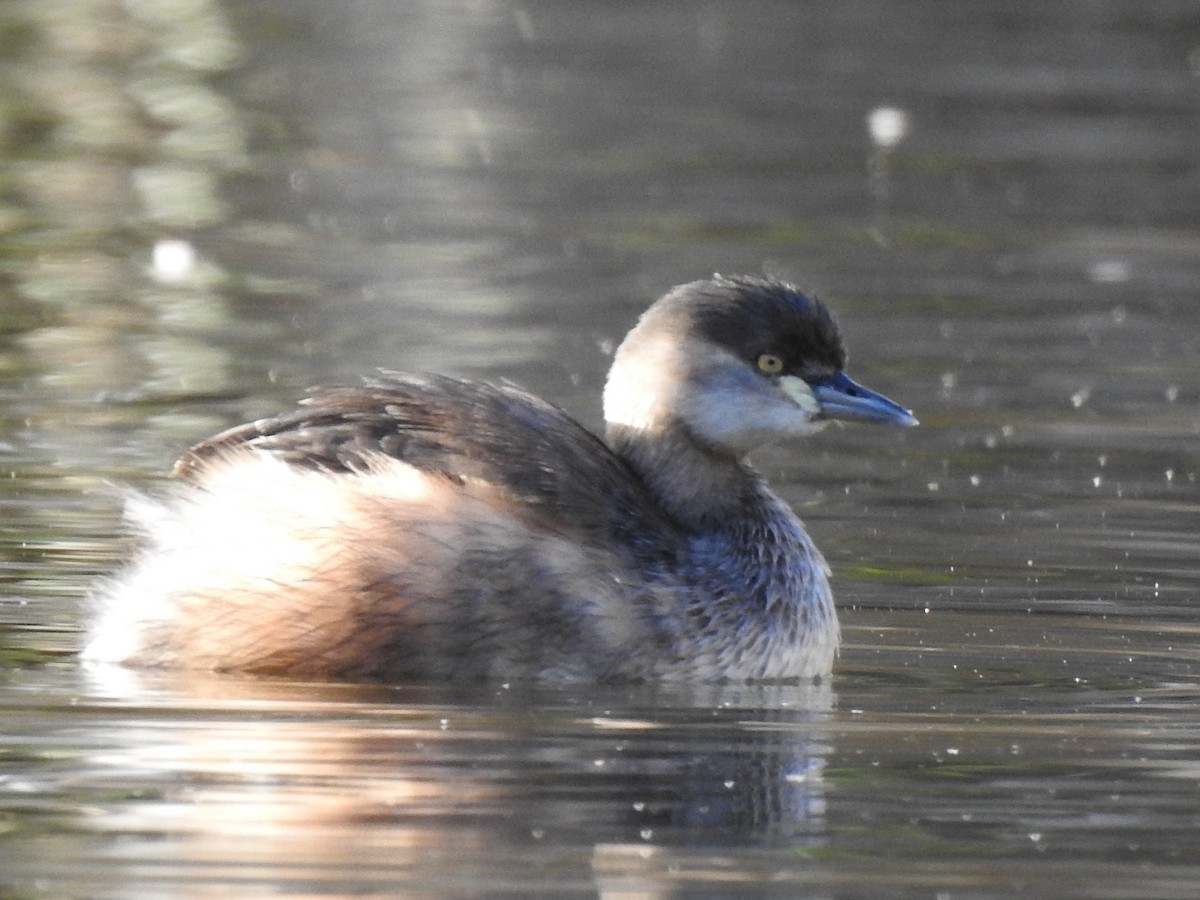 Australasian Grebe - ML620438081