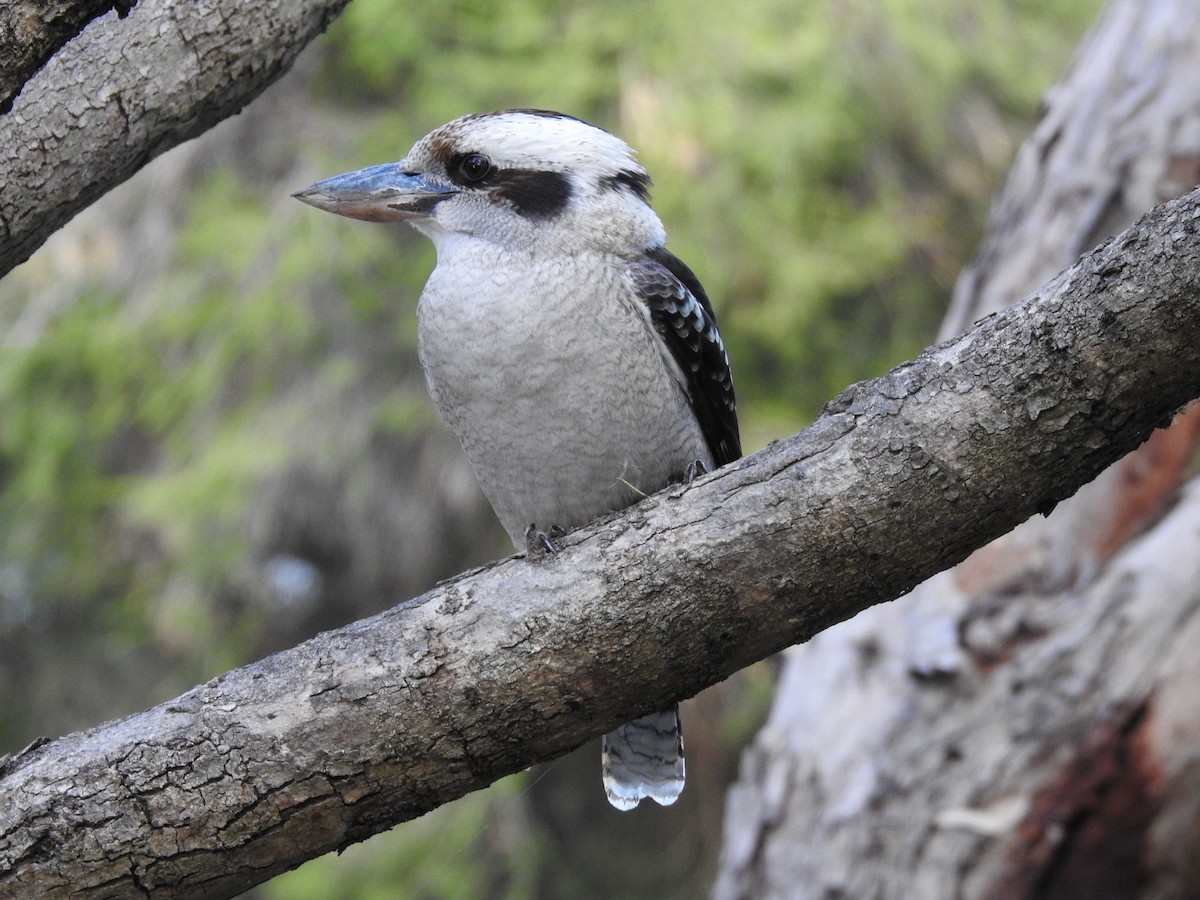 Laughing Kookaburra - ML620438087