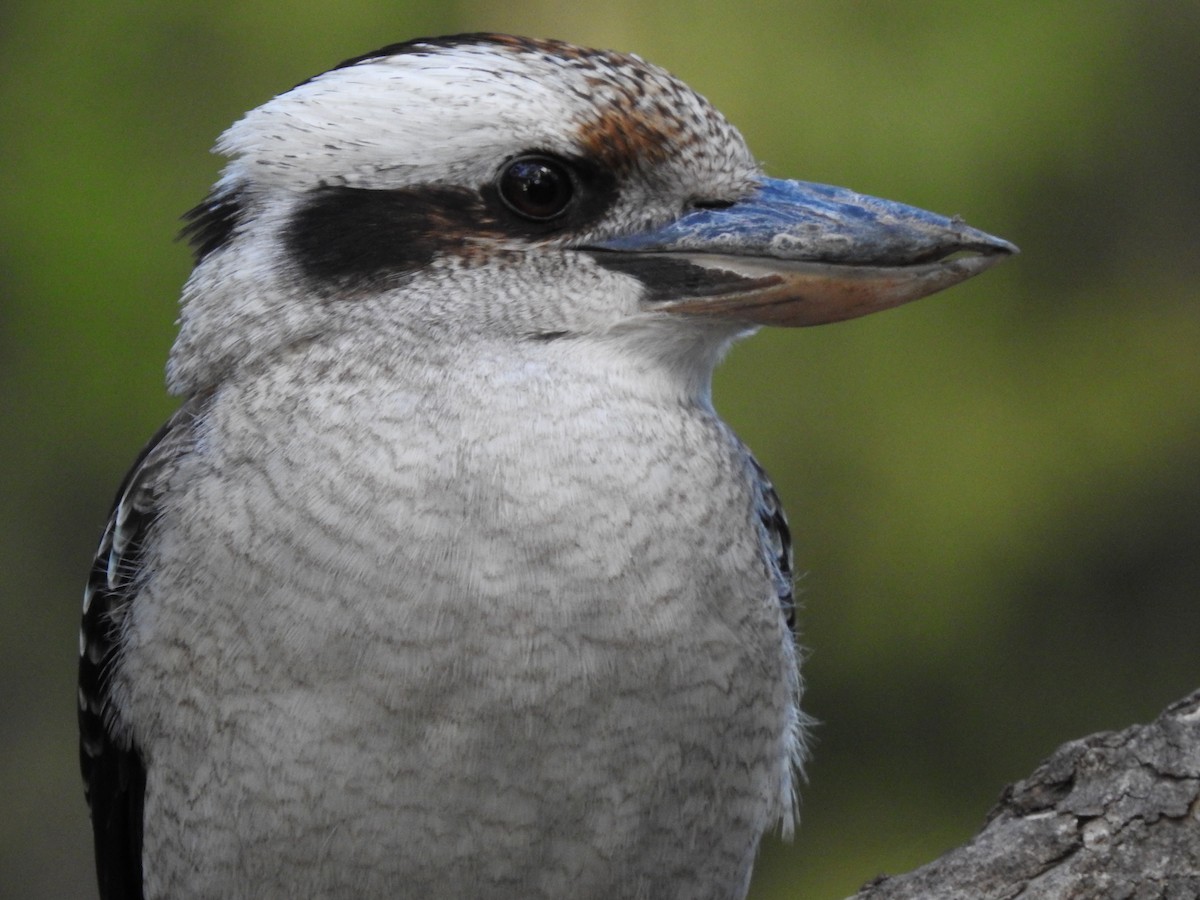 Laughing Kookaburra - ML620438088