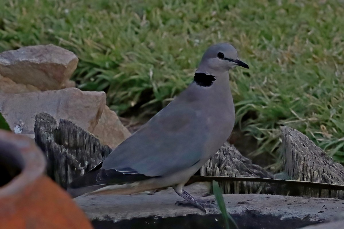 Ring-necked Dove - ML620438091