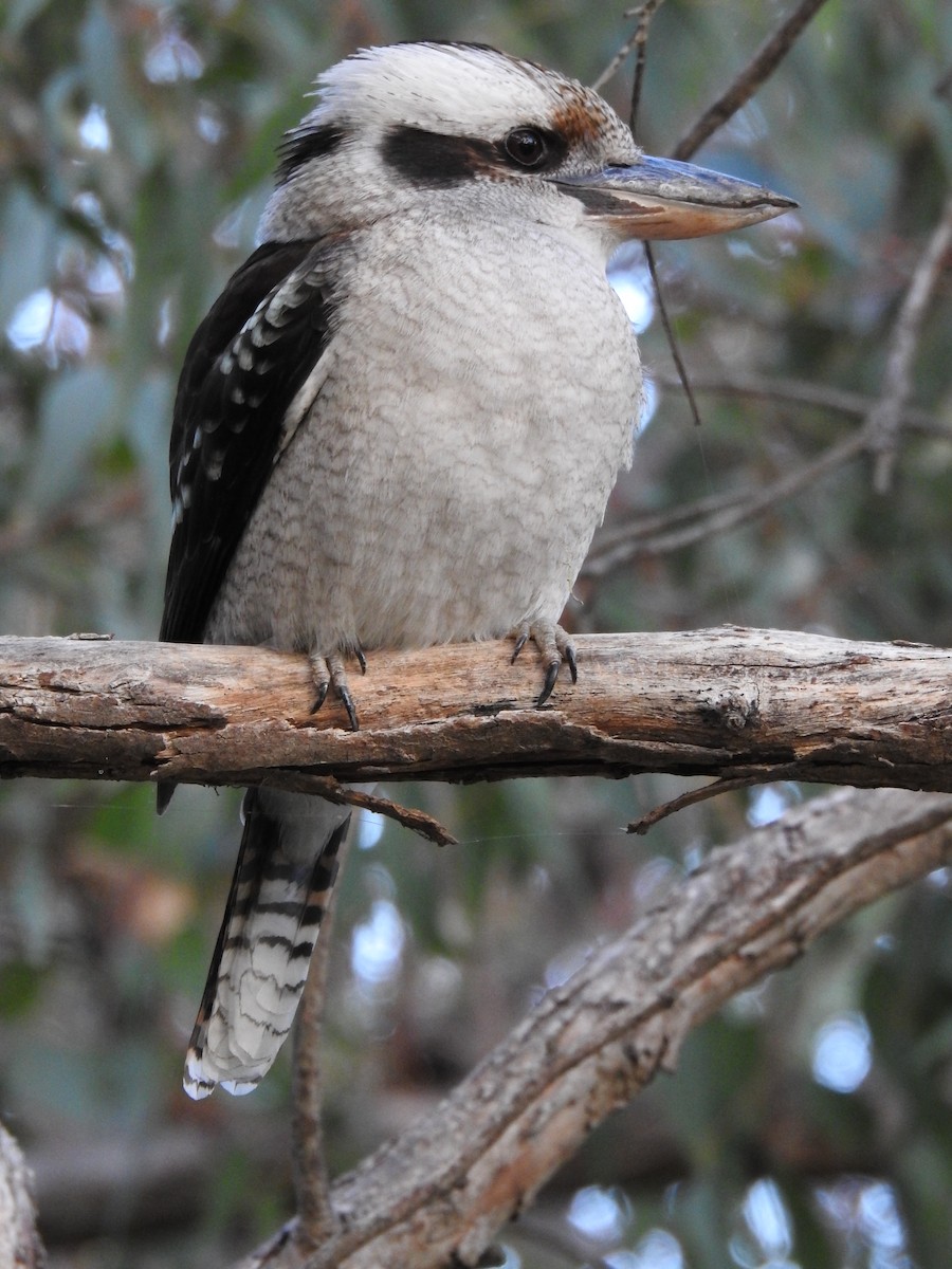 Laughing Kookaburra - ML620438098