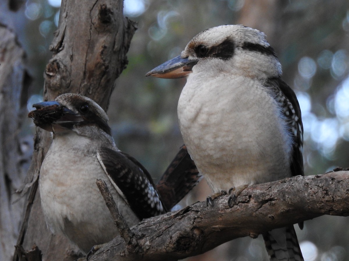 Laughing Kookaburra - ML620438099