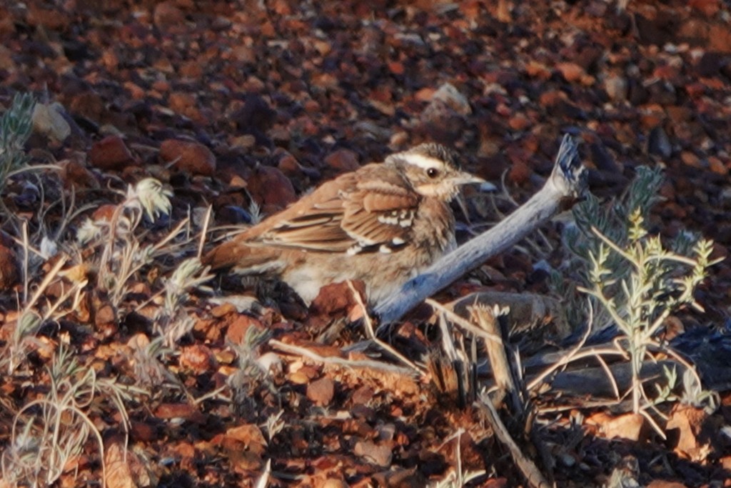 Chestnut-breasted Quail-thrush - ML620438100