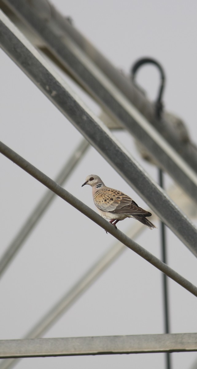 European Turtle-Dove - ML620438105