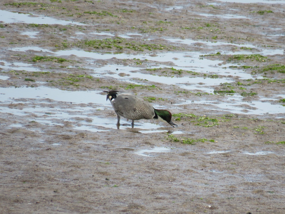 Falcated Duck - ML620438107