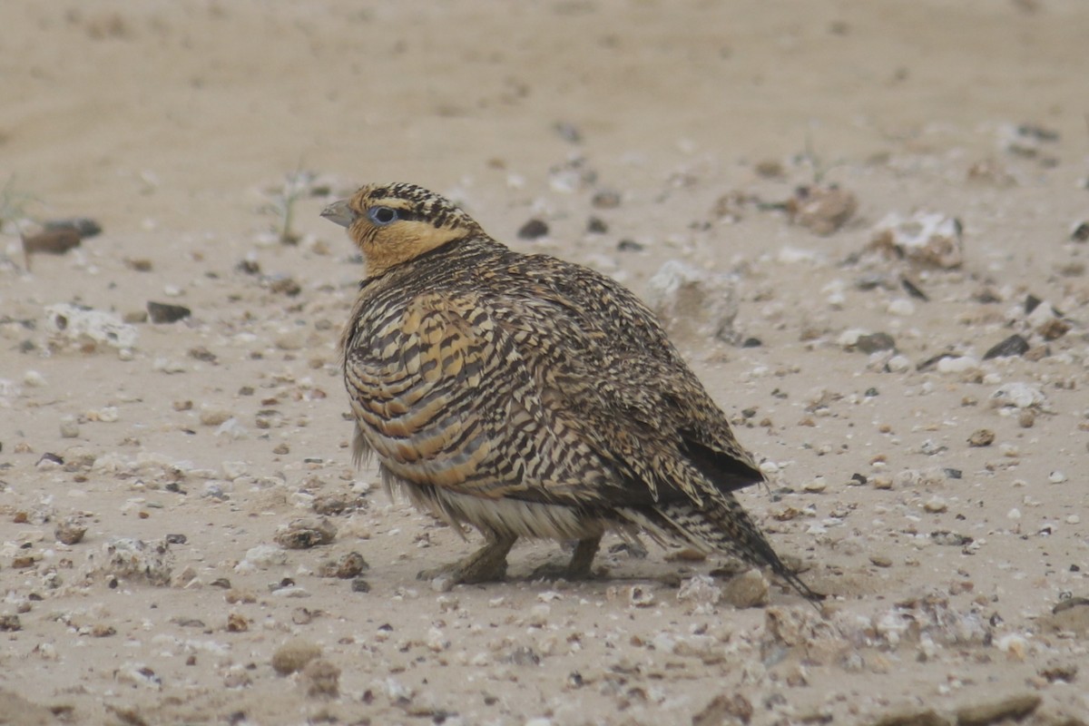 Pin-tailed Sandgrouse - ML620438110