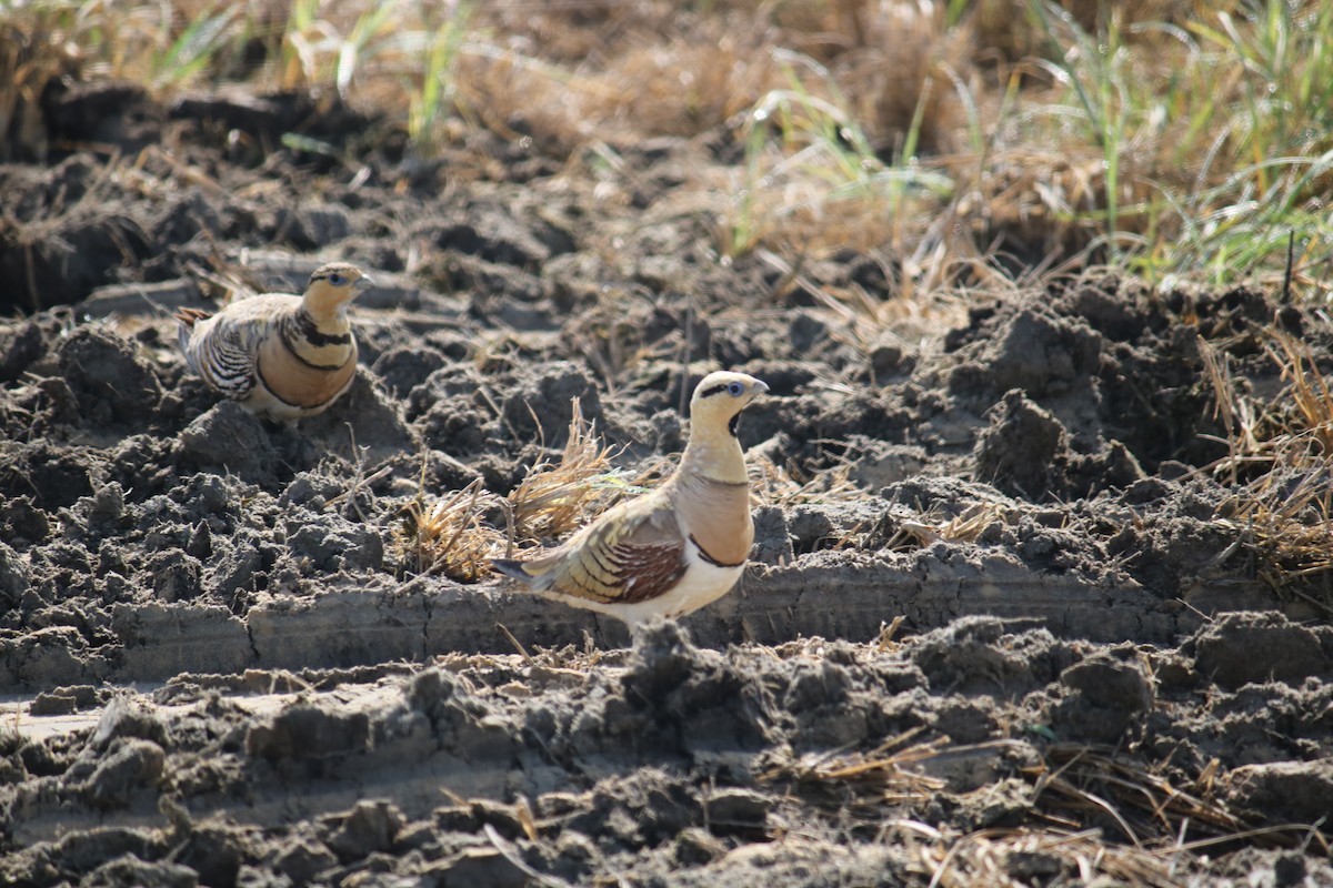 Pin-tailed Sandgrouse - ML620438117