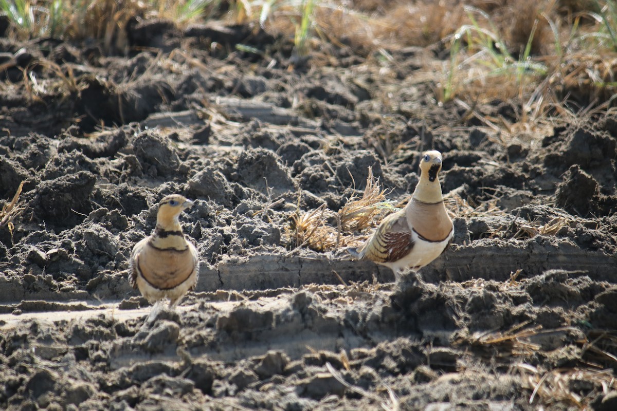 Pin-tailed Sandgrouse - ML620438118