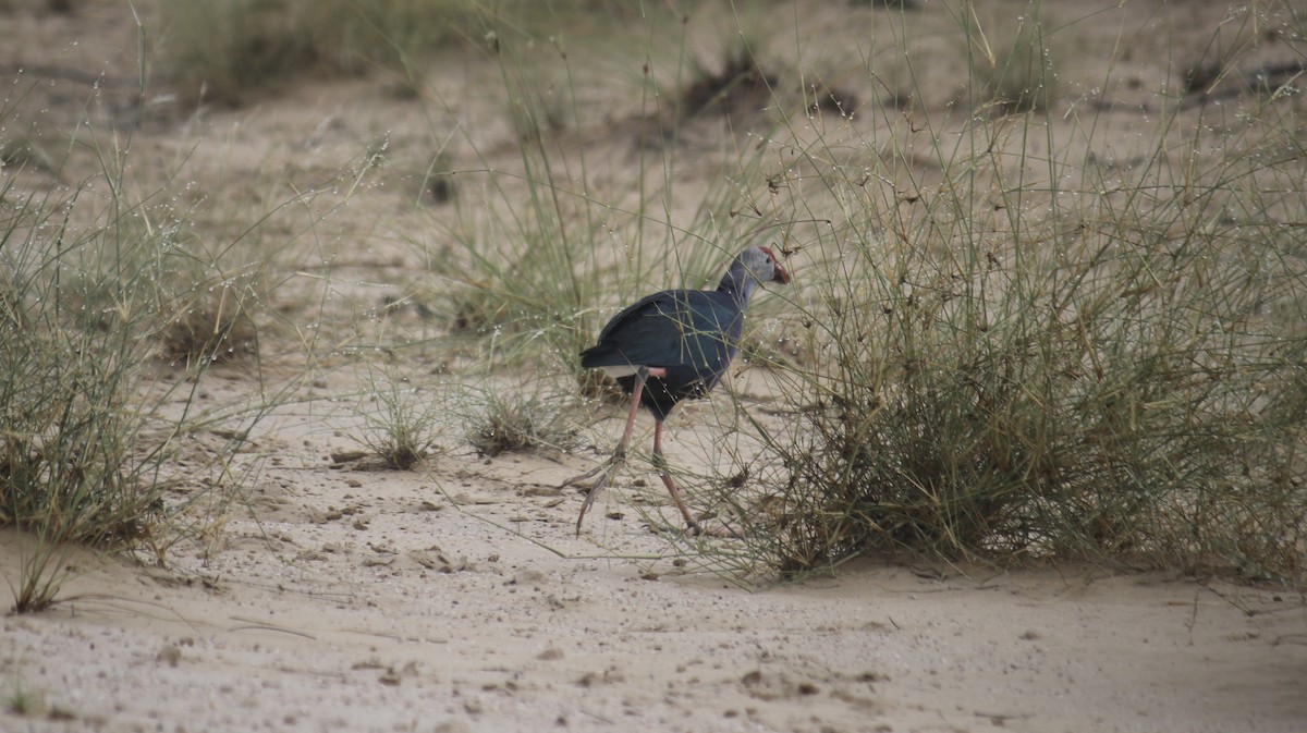 Gray-headed Swamphen - ML620438121