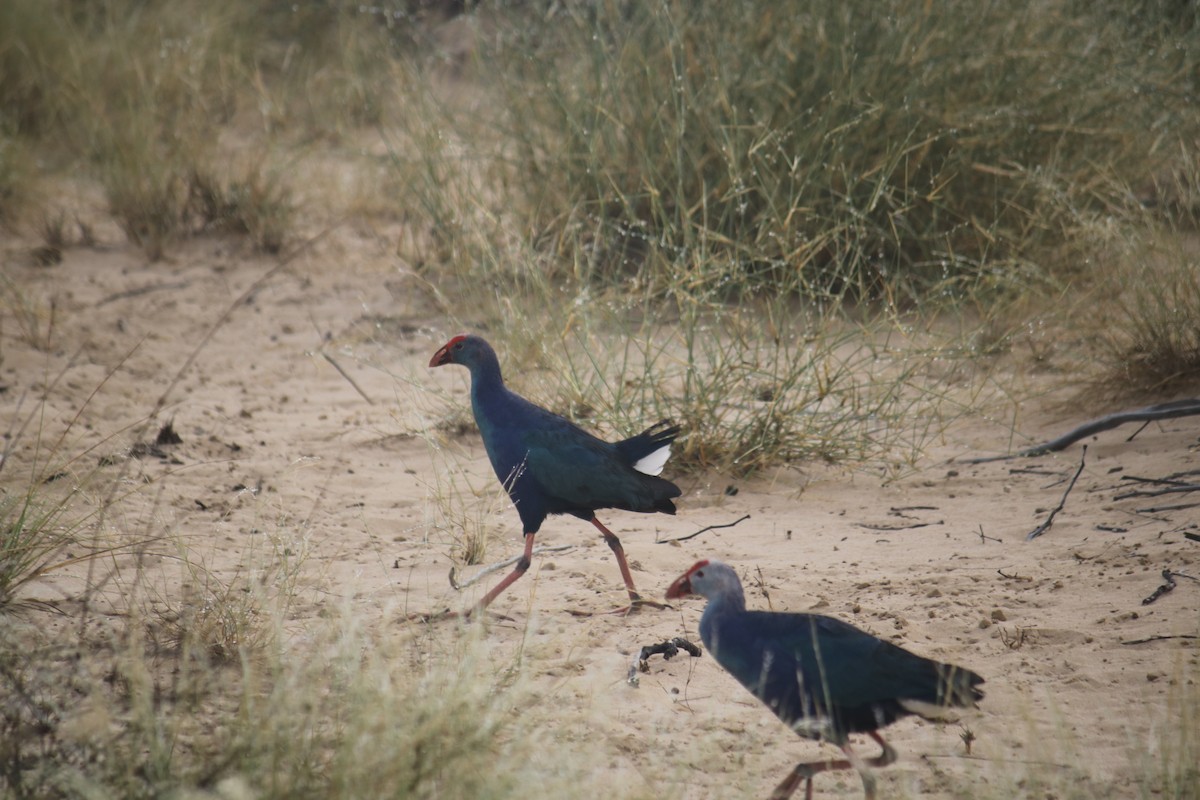 Gray-headed Swamphen - ML620438122