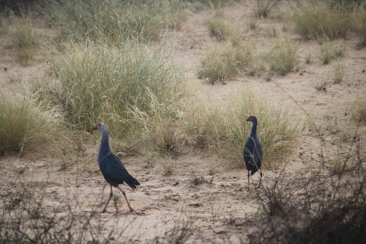 Gray-headed Swamphen - ML620438125