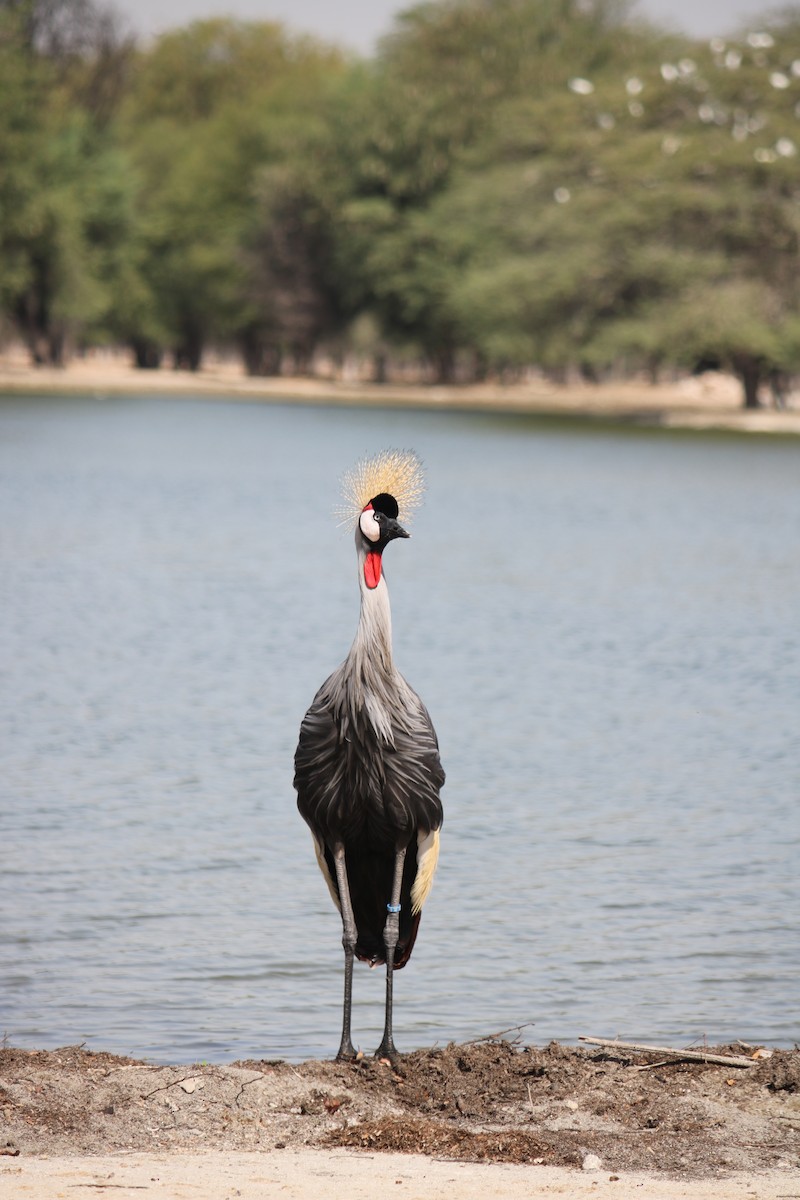 Gray Crowned-Crane - ML620438128