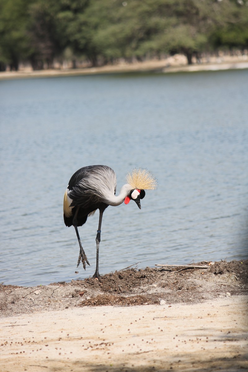 Gray Crowned-Crane - ML620438129