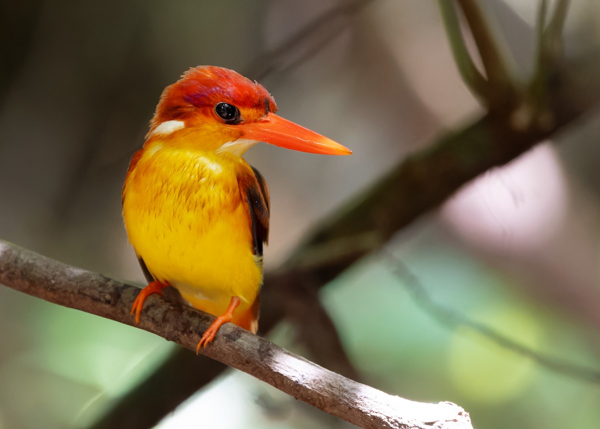 Rufous-backed Dwarf-Kingfisher - Ayuwat Jearwattanakanok
