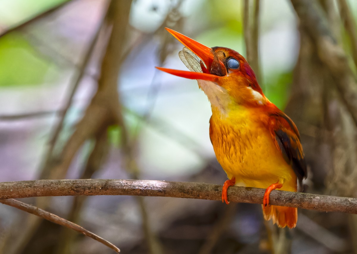 Rufous-backed Dwarf-Kingfisher - ML620438135