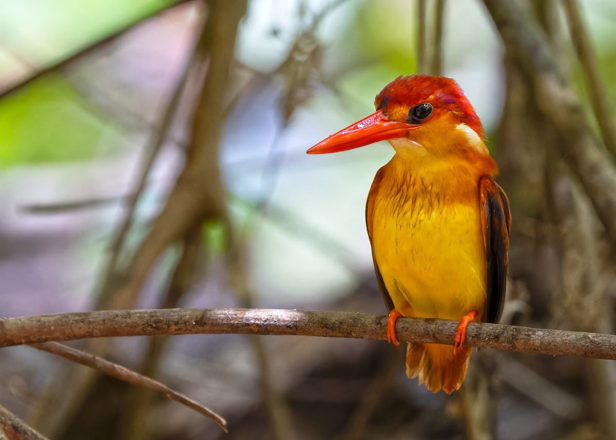 Rufous-backed Dwarf-Kingfisher - ML620438137