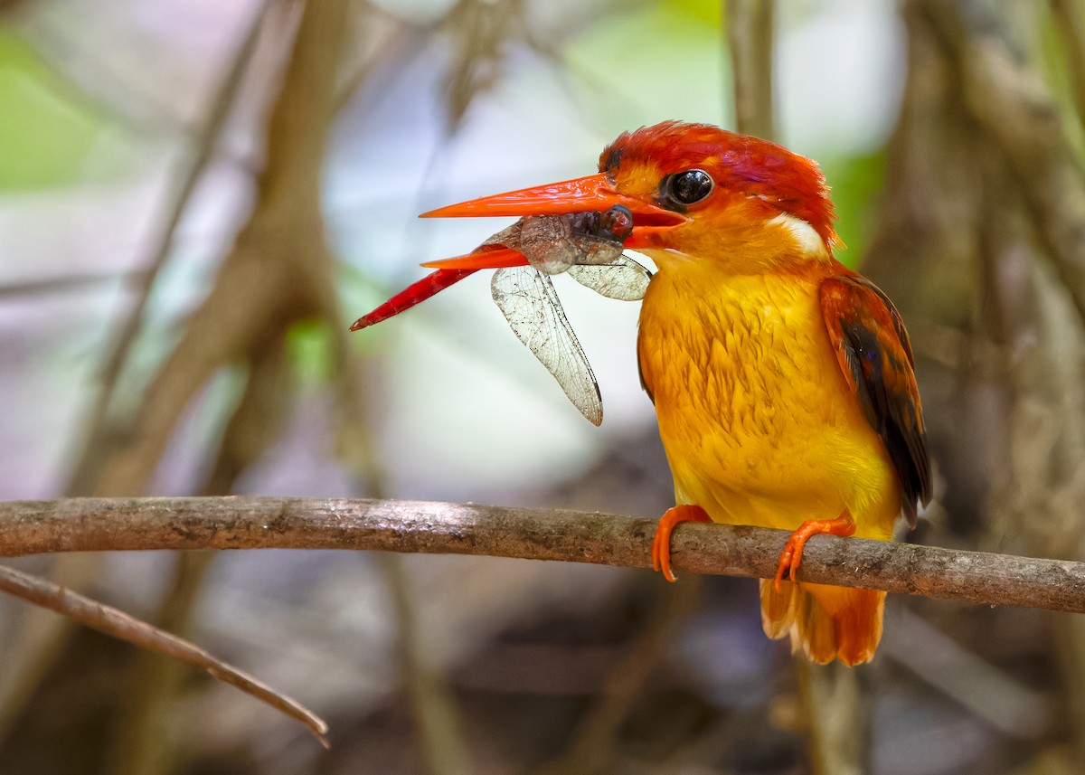 Rufous-backed Dwarf-Kingfisher - ML620438138