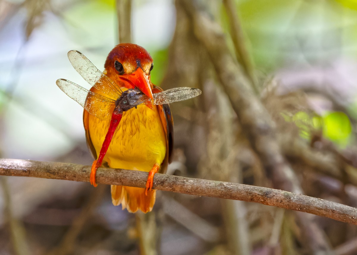 Rufous-backed Dwarf-Kingfisher - ML620438139