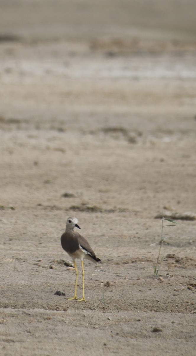 White-tailed Lapwing - ML620438140