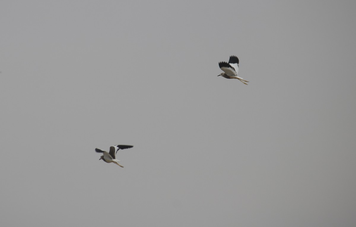 White-tailed Lapwing - ML620438141