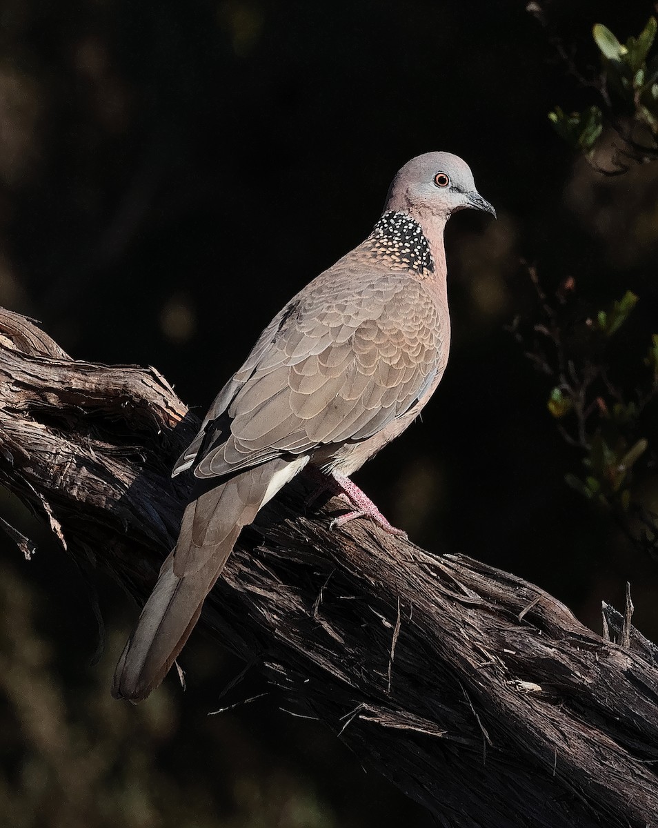 Spotted Dove - ML620438146