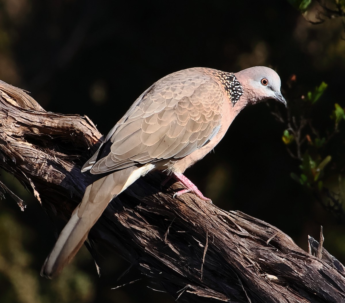 Spotted Dove - ML620438147