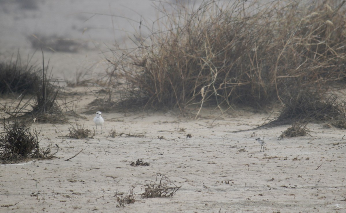 Kentish Plover - ML620438151