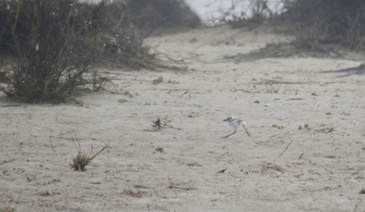 Kentish Plover - ML620438152