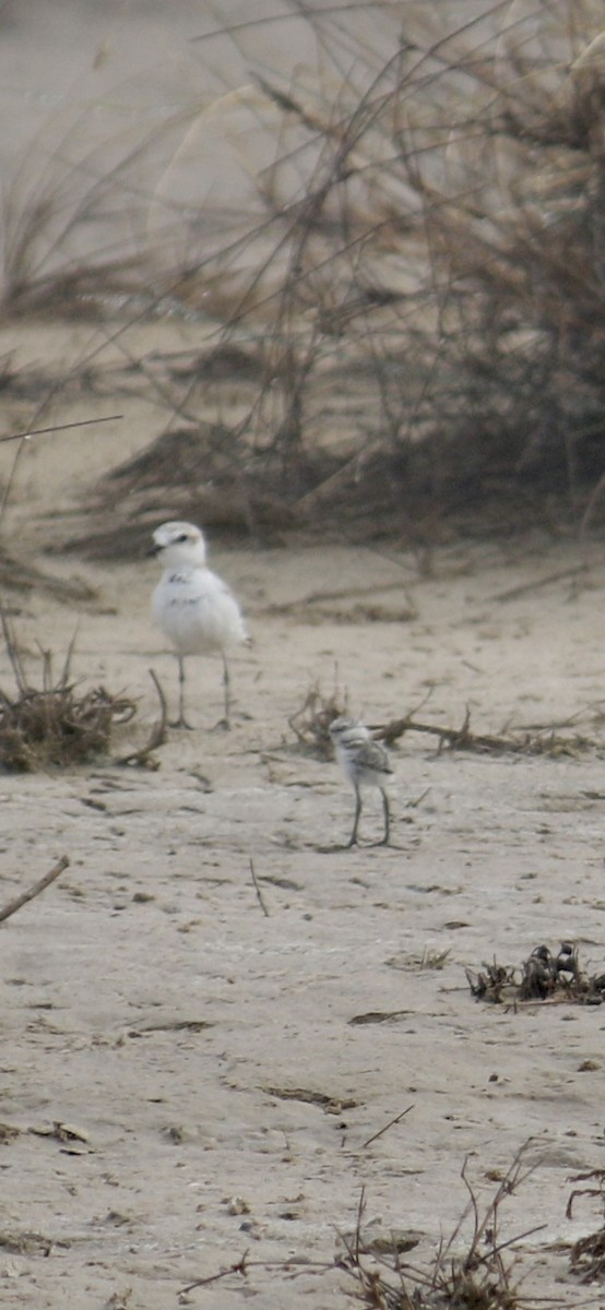 Kentish Plover - ML620438153