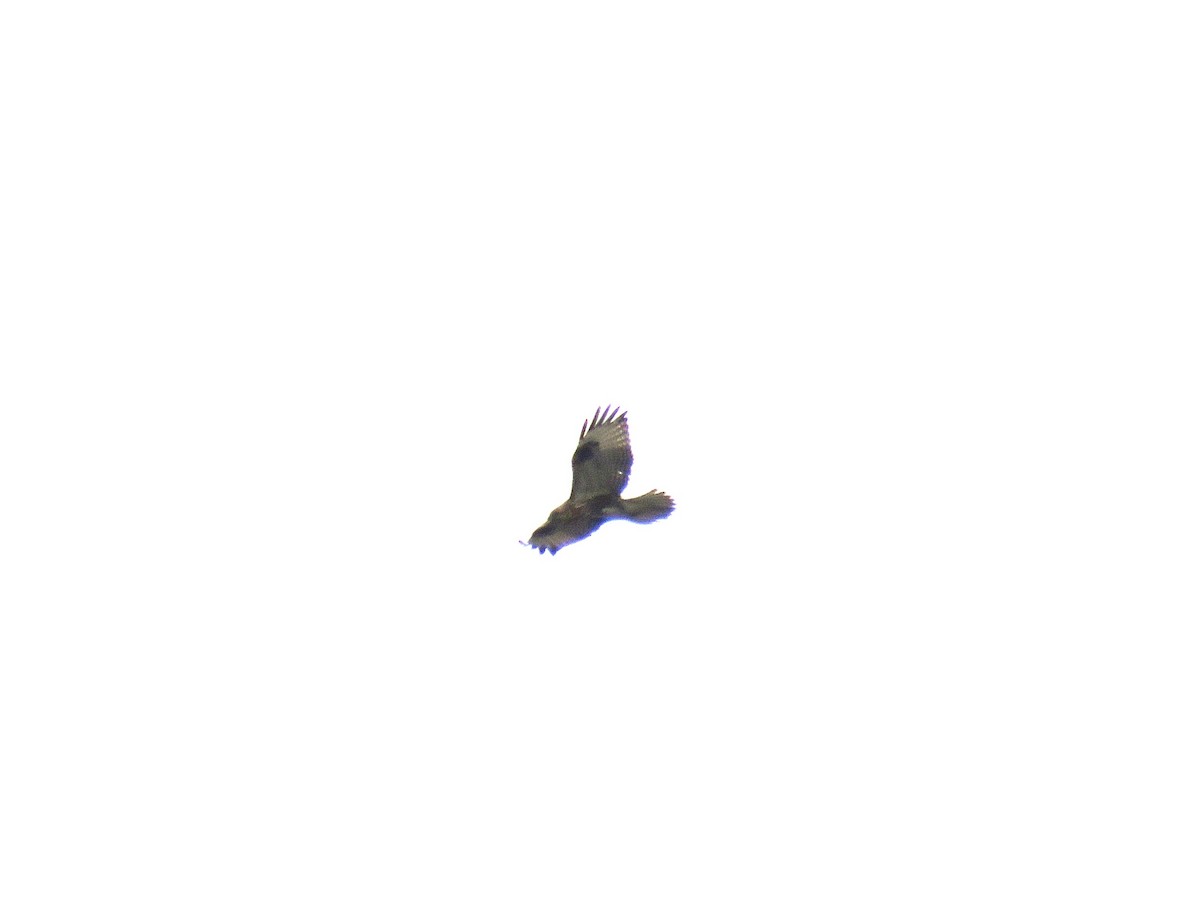 Eastern Buzzard - ML620438156