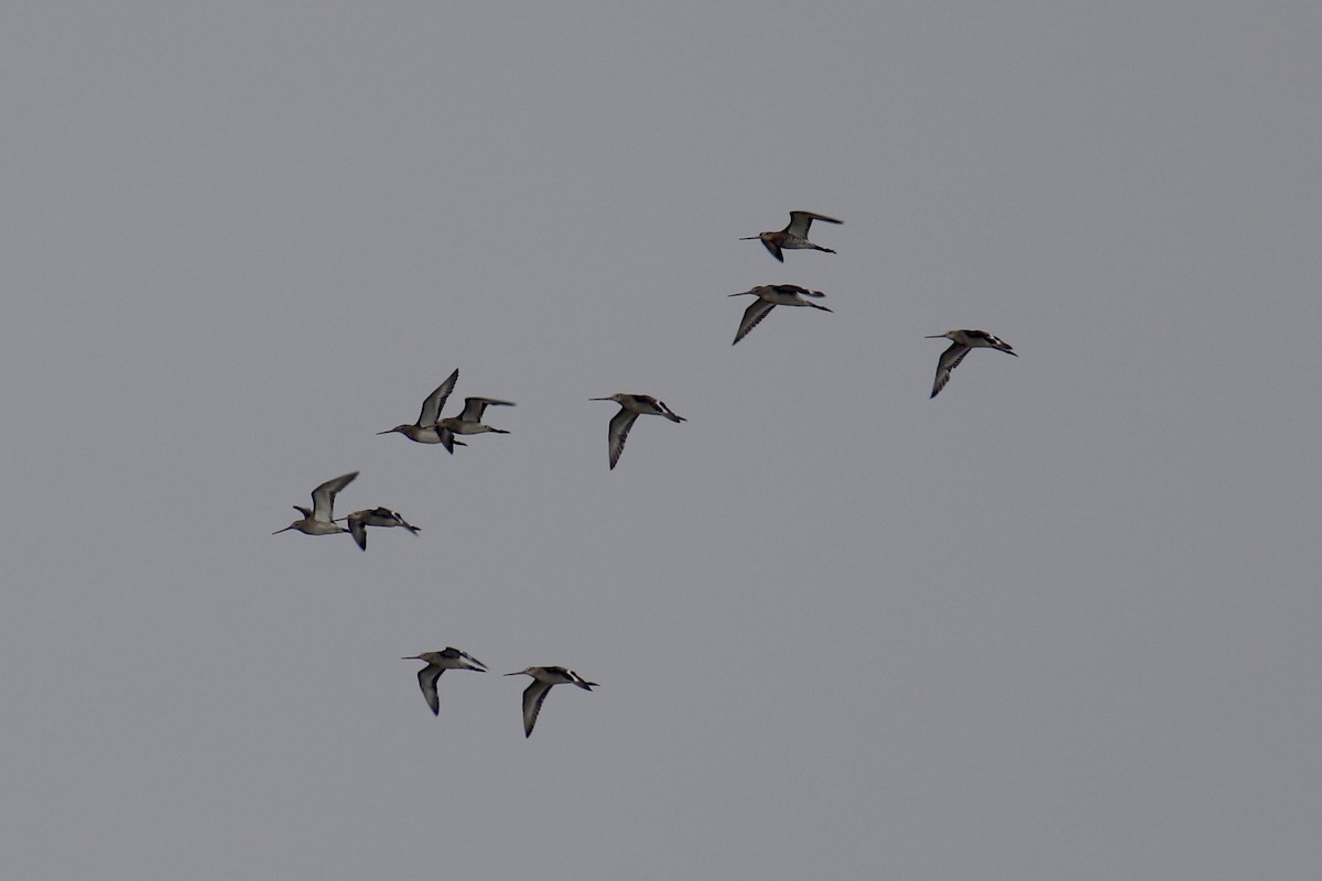 Black-tailed Godwit - ML620438159