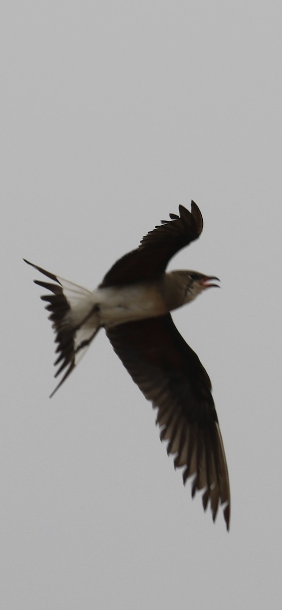 Collared Pratincole - ML620438161