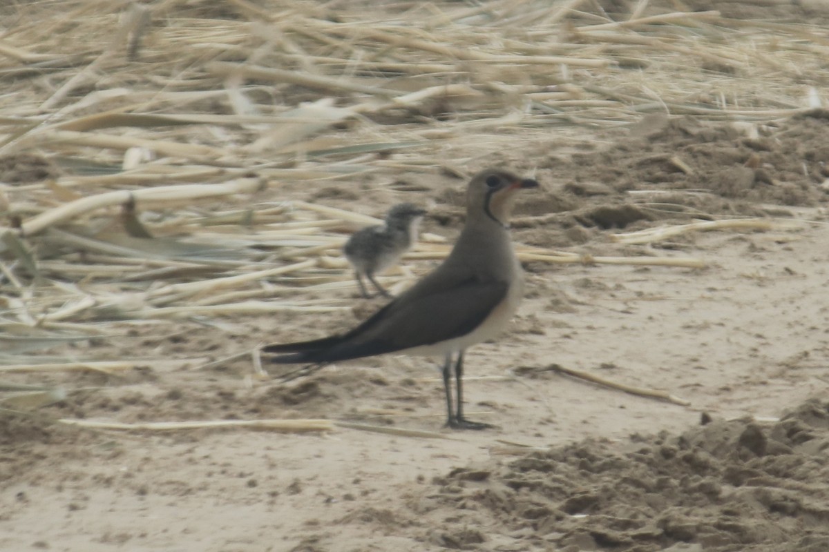 Collared Pratincole - ML620438162