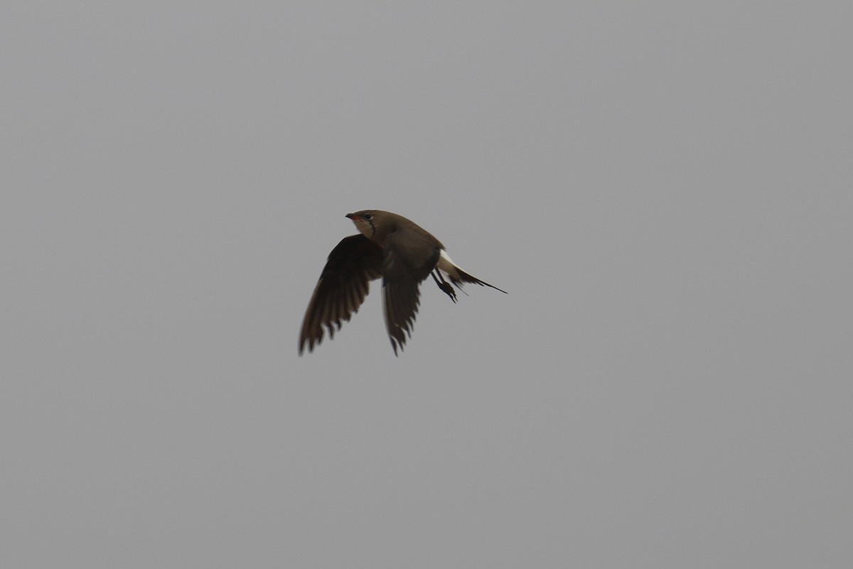 Collared Pratincole - ML620438163