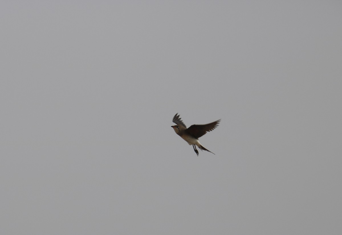 Collared Pratincole - ML620438164