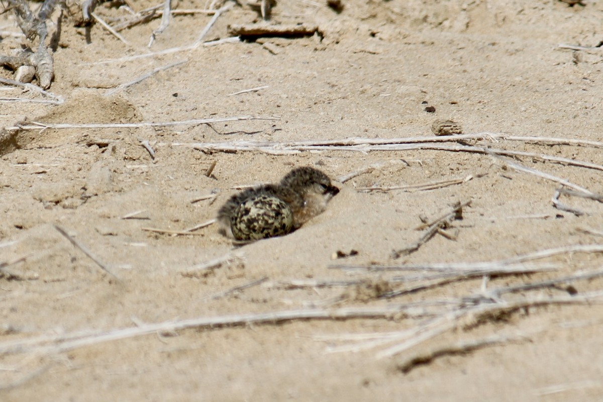 Collared Pratincole - ML620438166