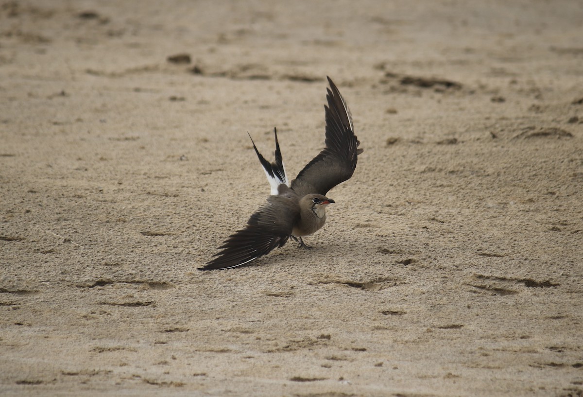 Collared Pratincole - ML620438169