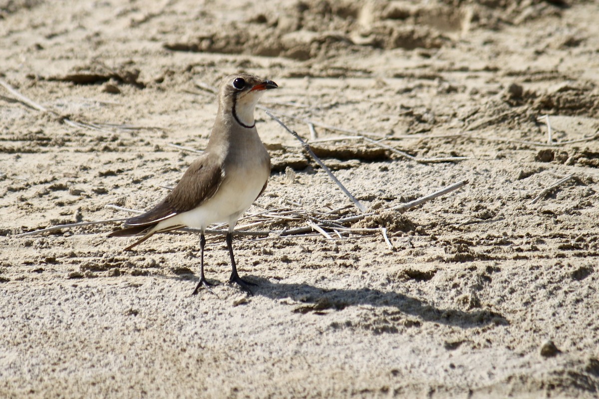 Collared Pratincole - ML620438170