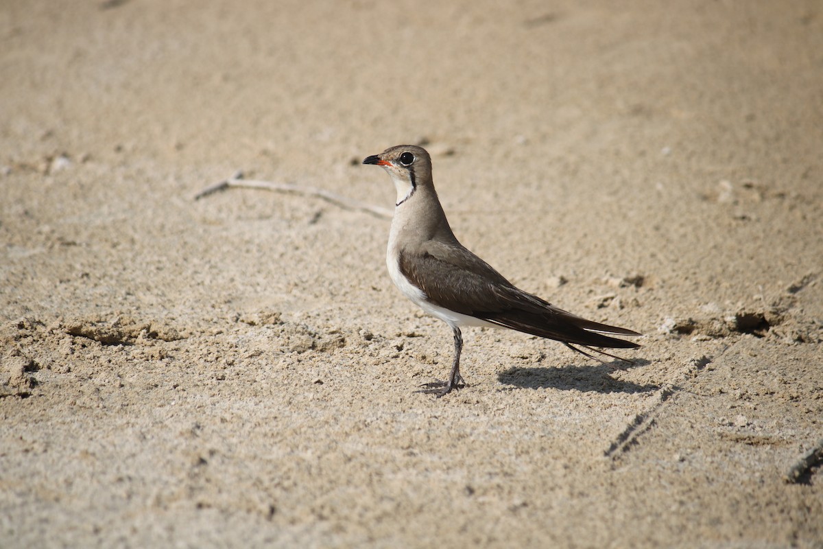 Collared Pratincole - ML620438174