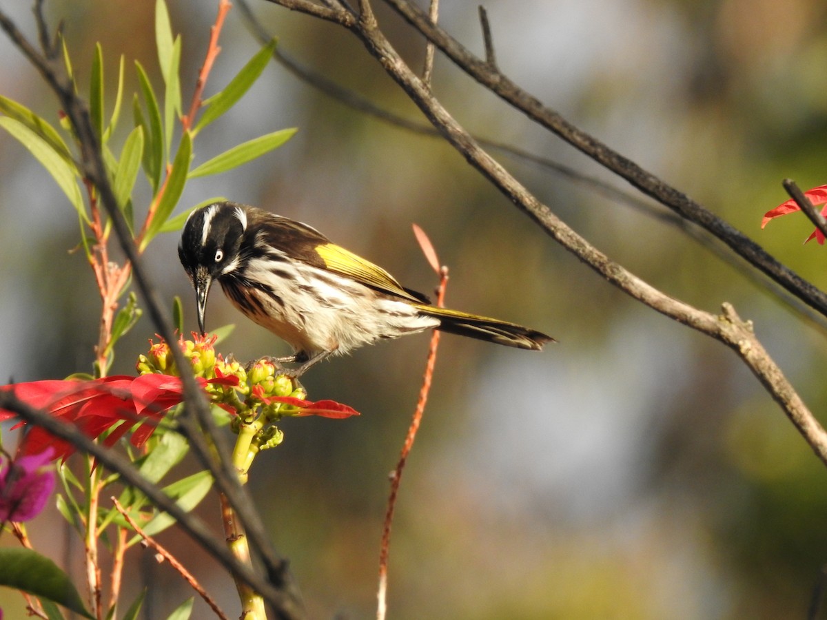 New Holland Honeyeater - ML620438175