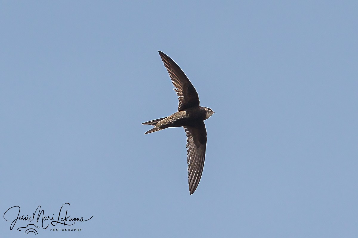 Common Swift - ML620438176