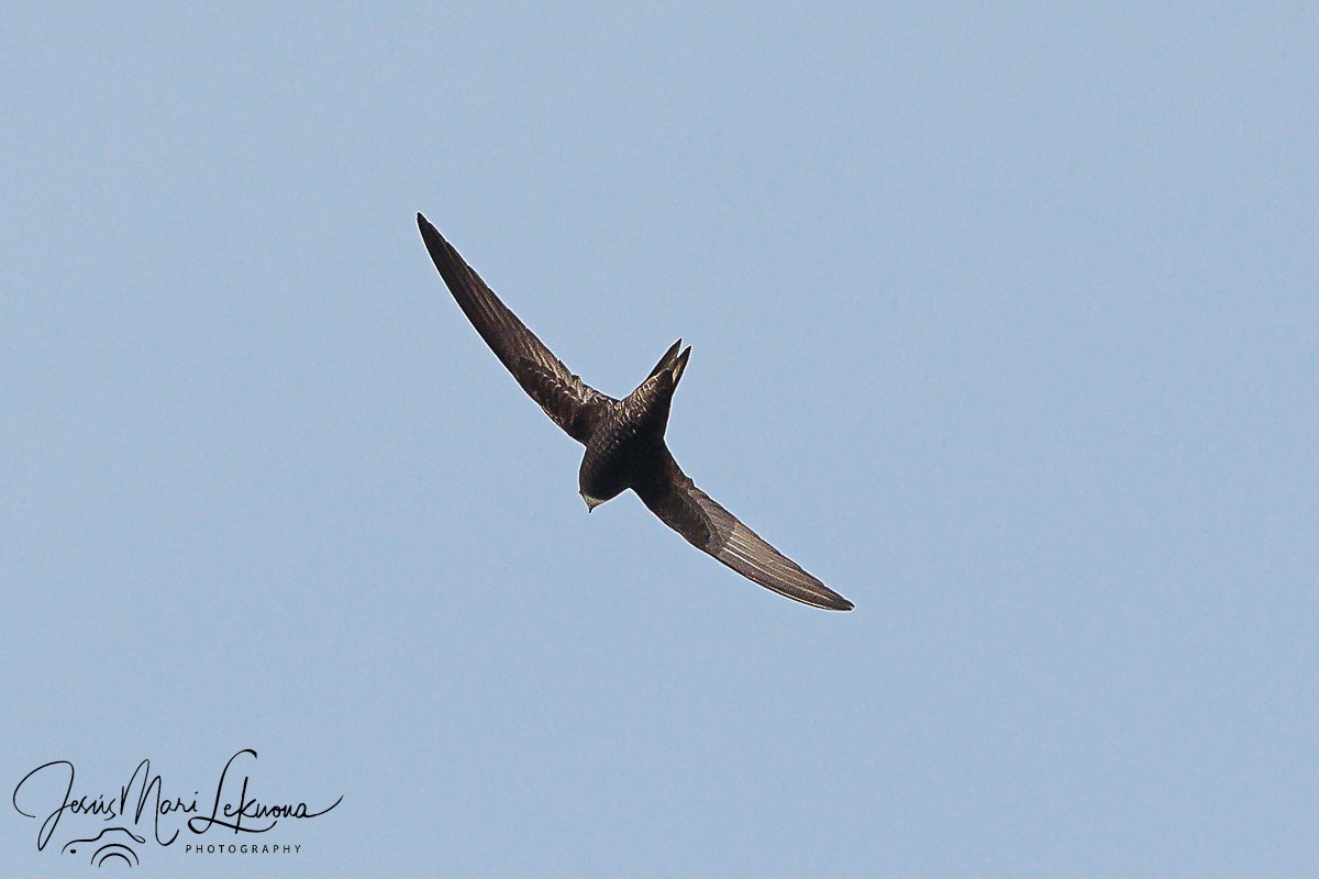 Common Swift - ML620438178