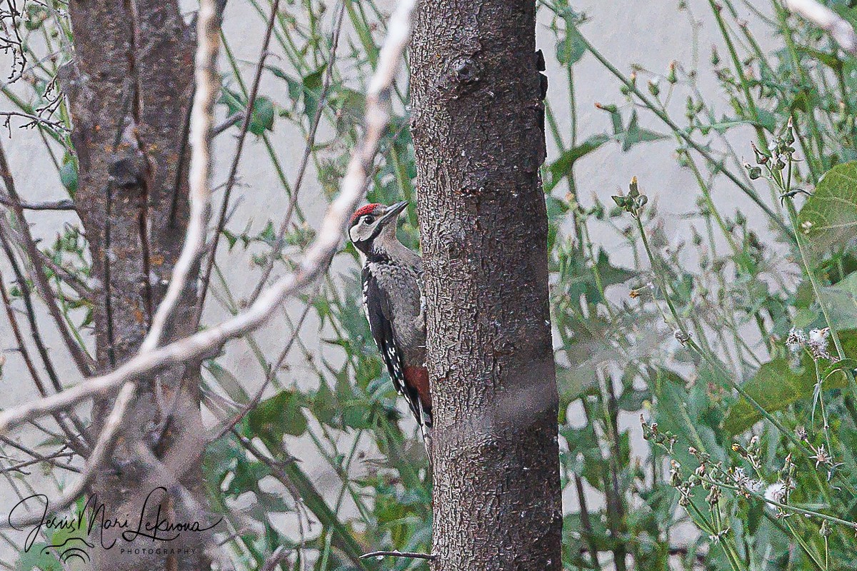 Great Spotted Woodpecker - ML620438183