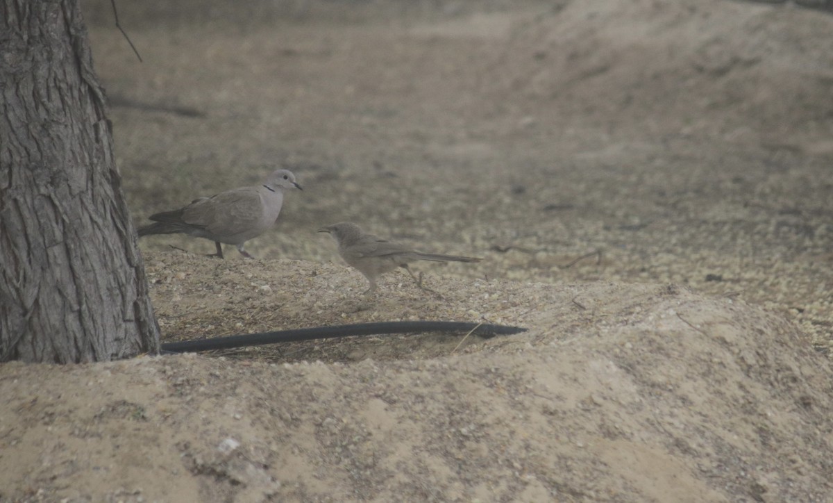 Arabian Babbler - ML620438184