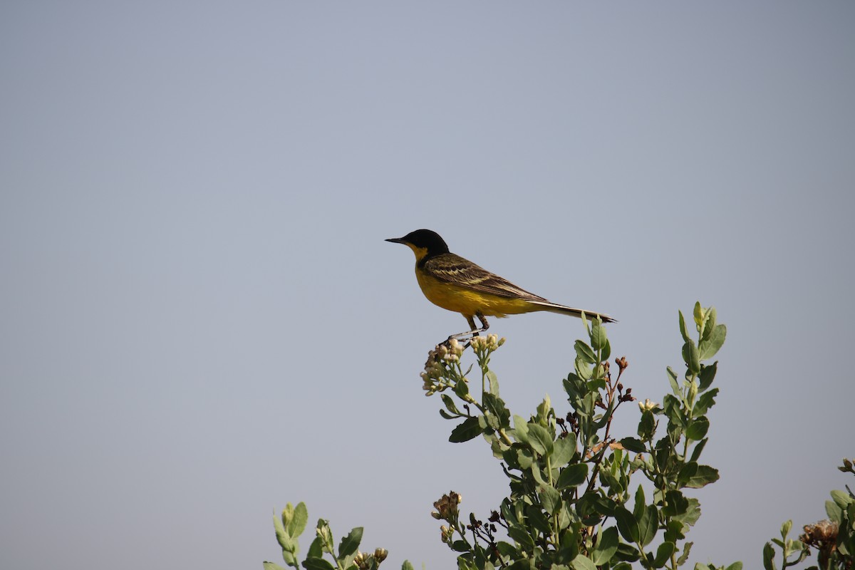 Western Yellow Wagtail - ML620438186