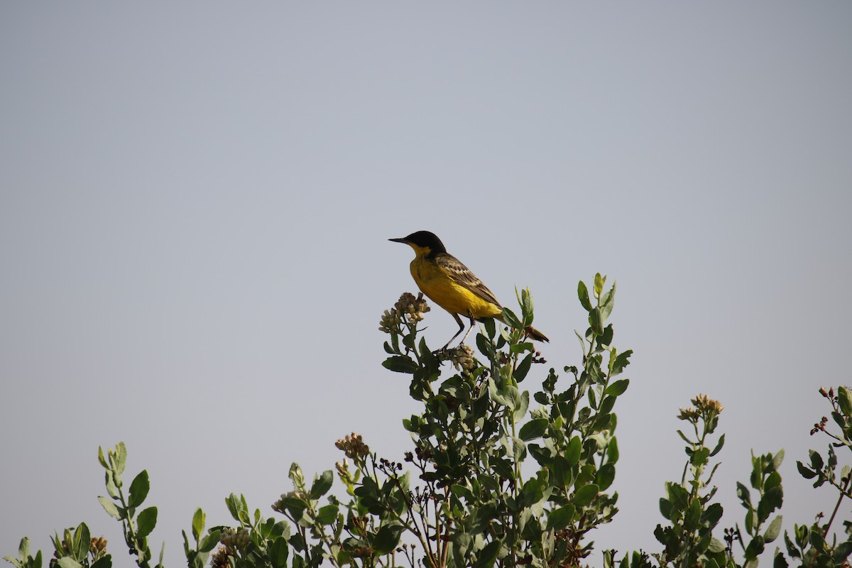 Western Yellow Wagtail - ML620438187