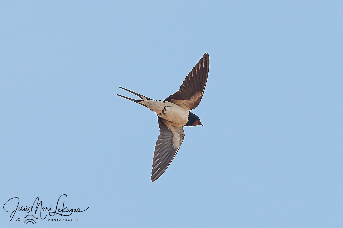 Barn Swallow - ML620438188