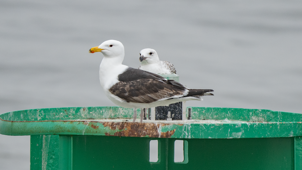 Great Black-backed Gull - ML620438189