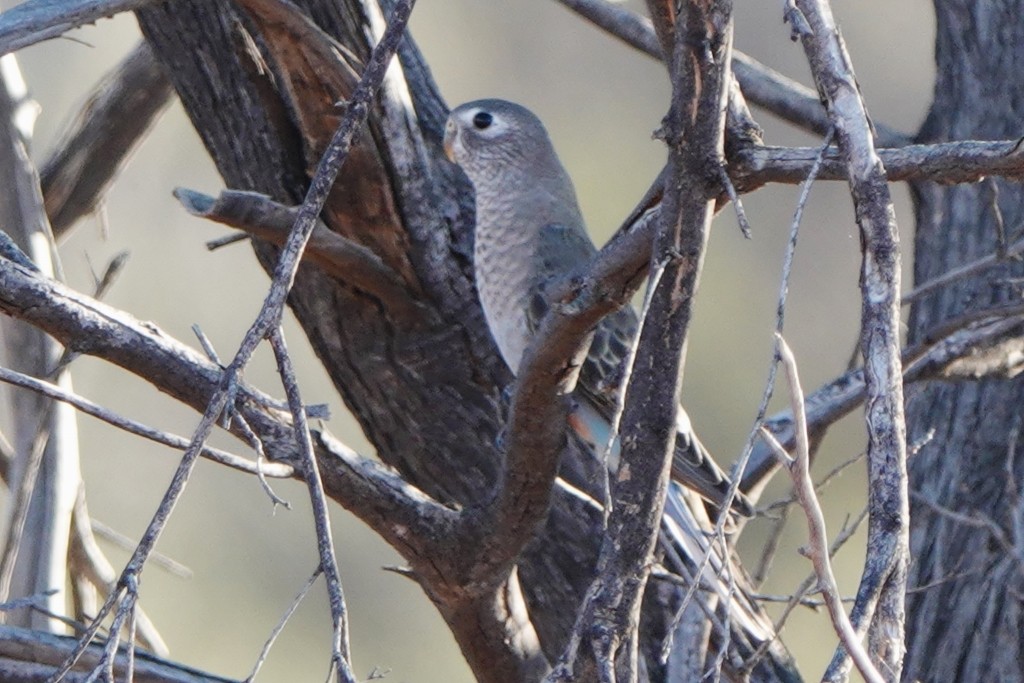 Bourke's Parrot - Richard Arnold